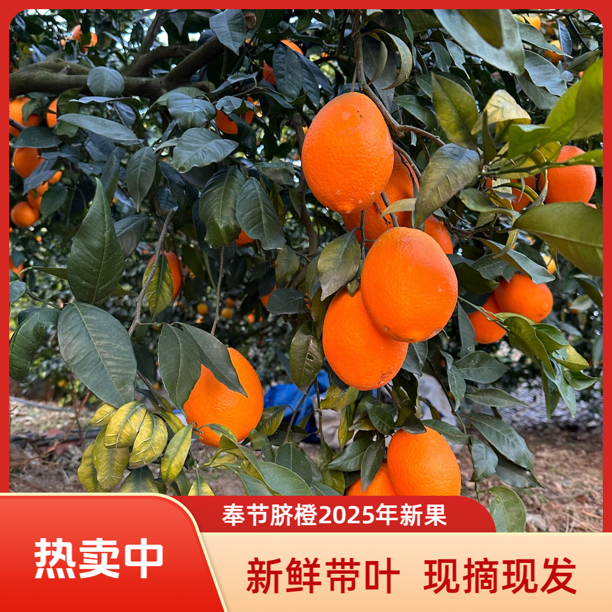 重庆奉节脐橙纽荷尔橙子当季新鲜水果孕妇春橙 整箱现摘产地直发奉节脐橙重庆市