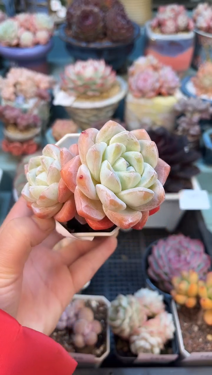 145双头老桩冰玉多肉