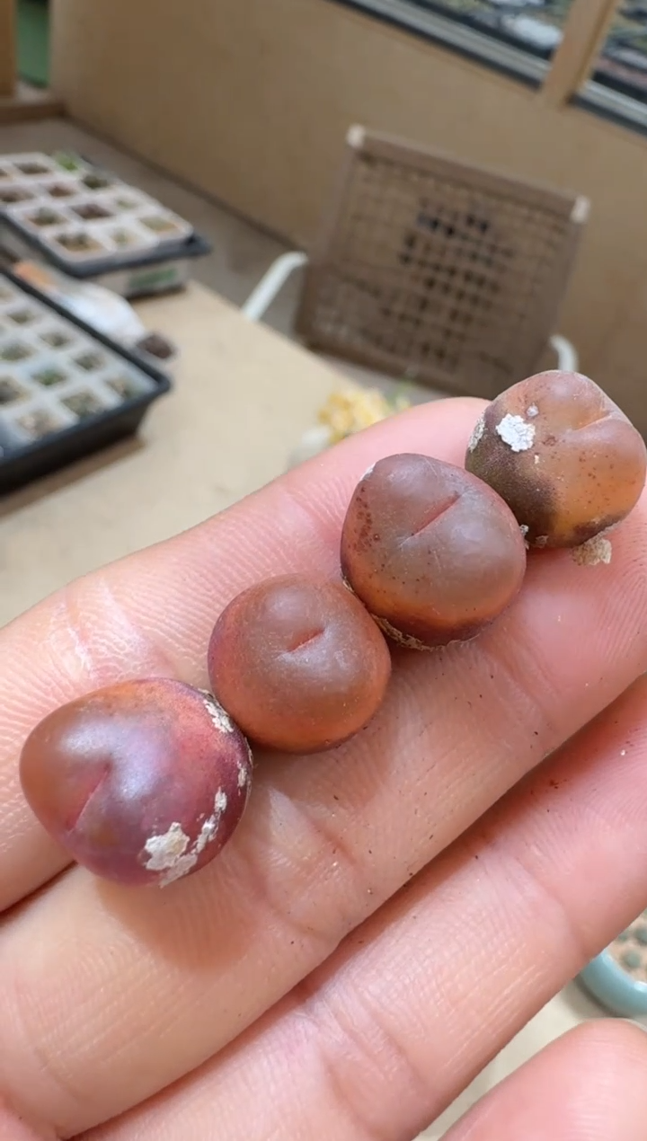 12-18多肉植物肉锥朝霞一颗