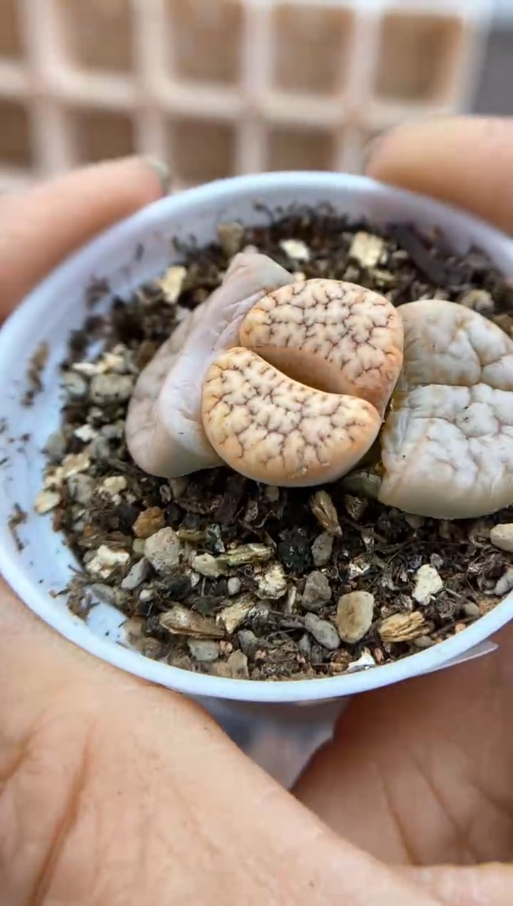 【闪购商品】6592直播一物一拍