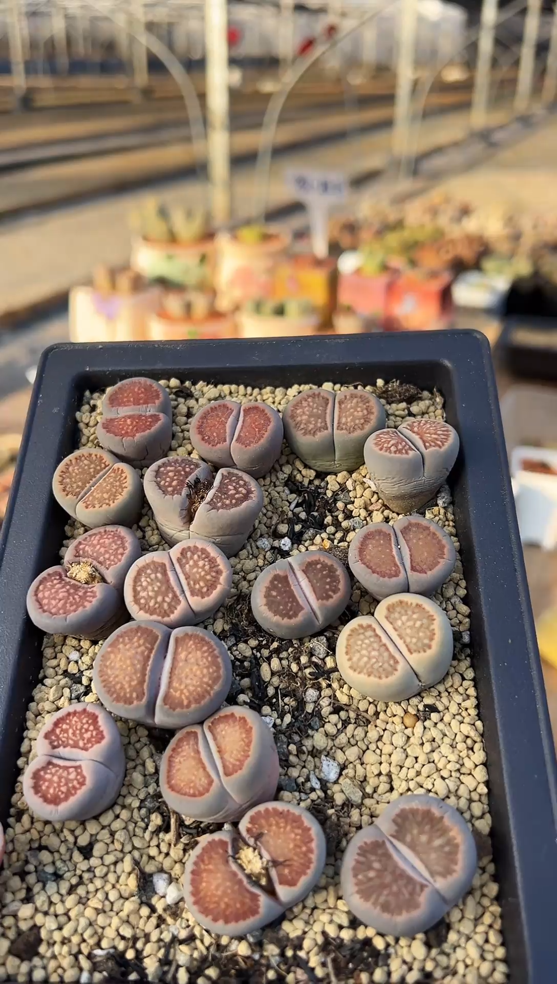 当前无花栽培后可以开花红窗菊一盒
