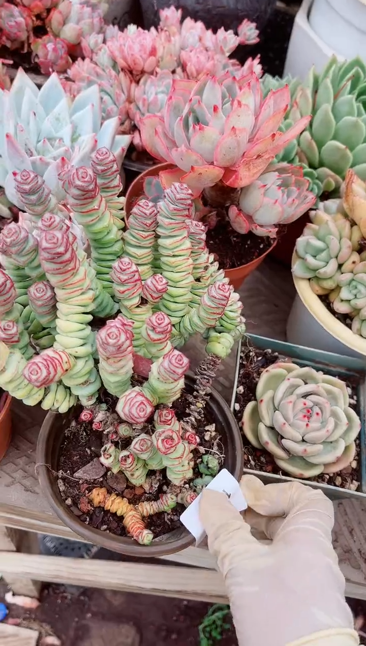 15276多肉植物一物一拍