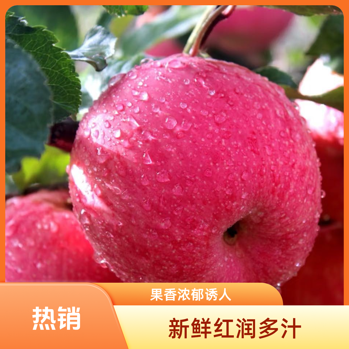 各种苹果1000g新疆维吾尔自治区