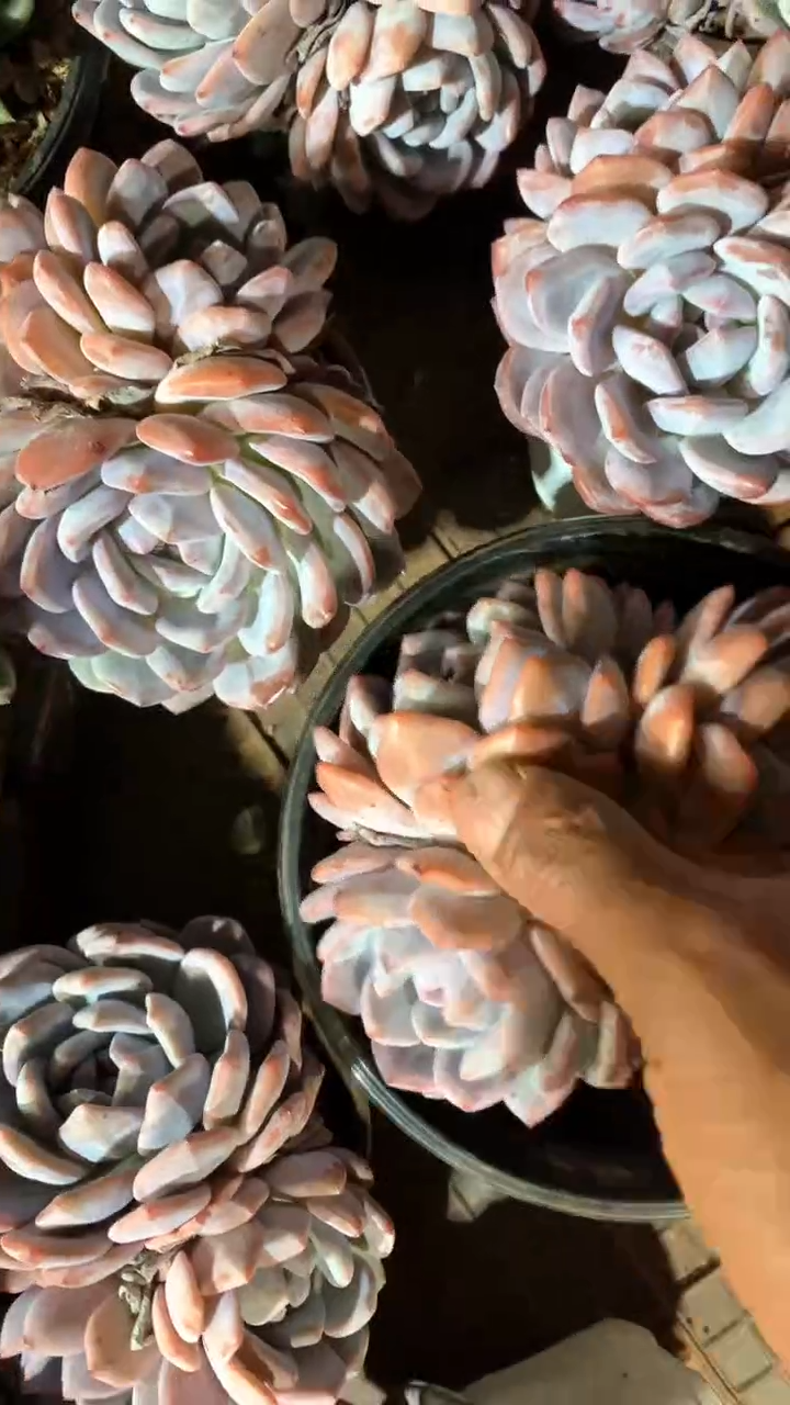 3头橙梦露2颗【2单包邮】