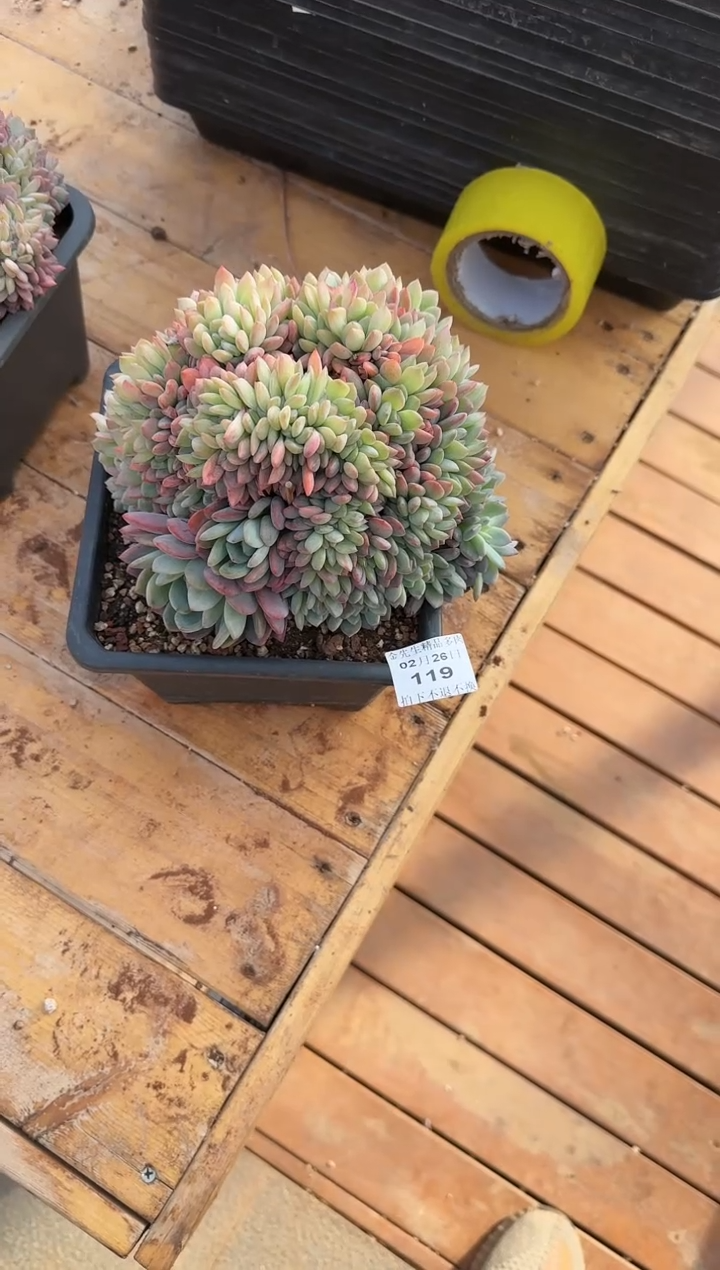 【闪购商品】0226-119全明星大群
