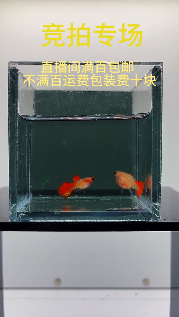 孔雀鱼红头琉璃玻璃猫C一对-63