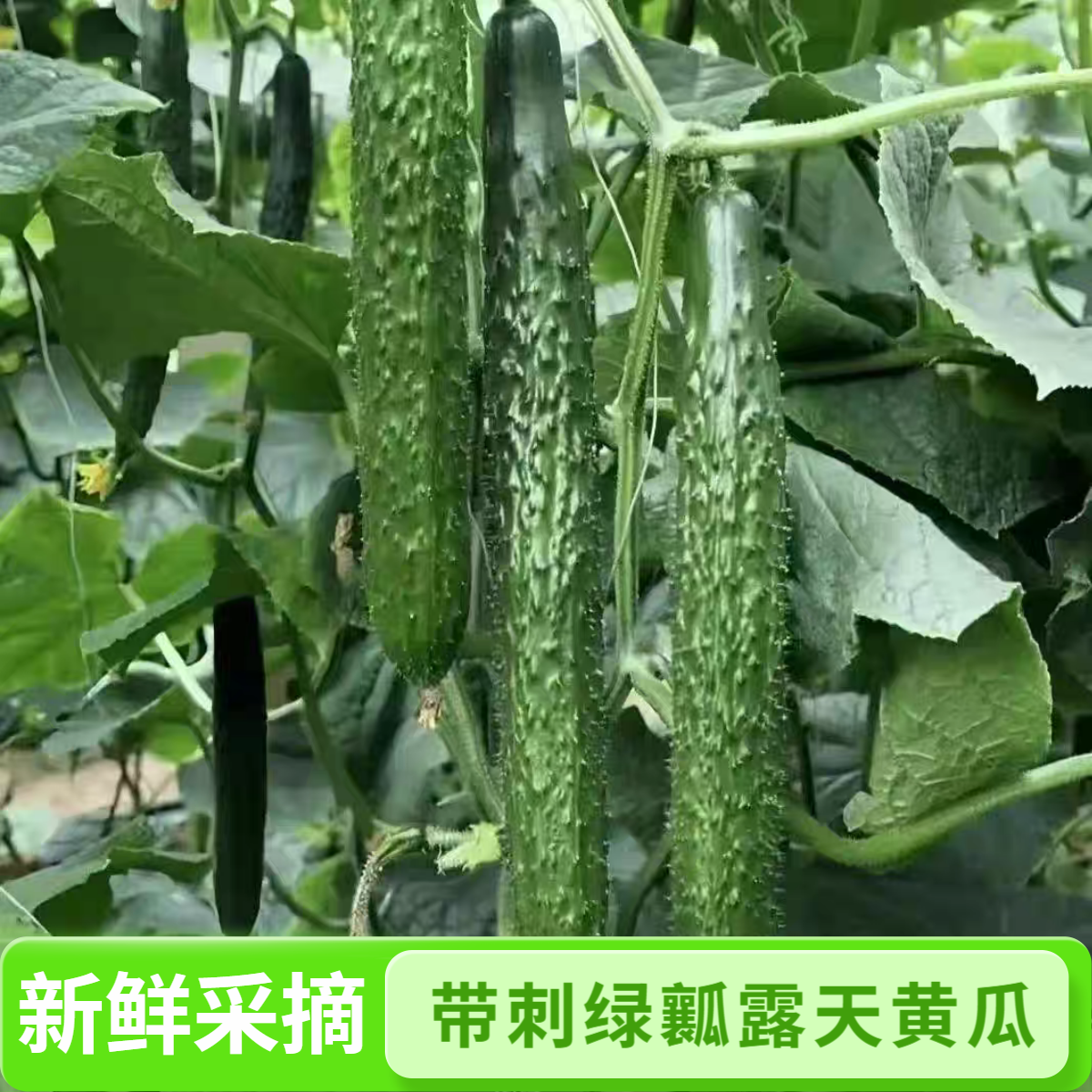 四川峨眉山新鲜带刺绿瓤黄瓜现摘当季可生吃凉拌的应季蔬菜