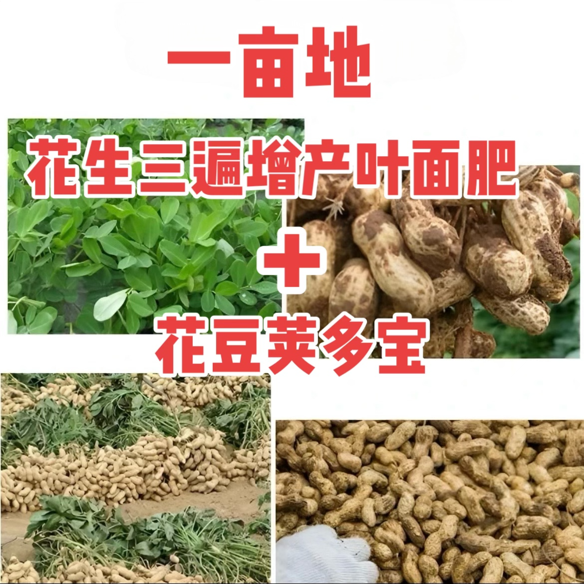 花生一亩地打三遍增产叶面肥送分杈下针剂水溶肥料