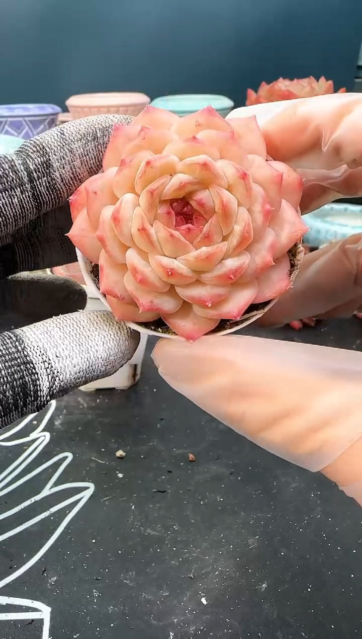 2  957  z0690   （冠幅6 cm）