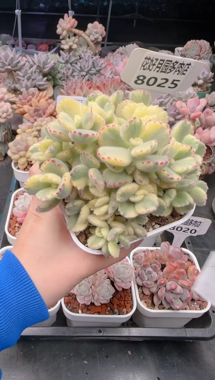 【闪购商品】8025熊