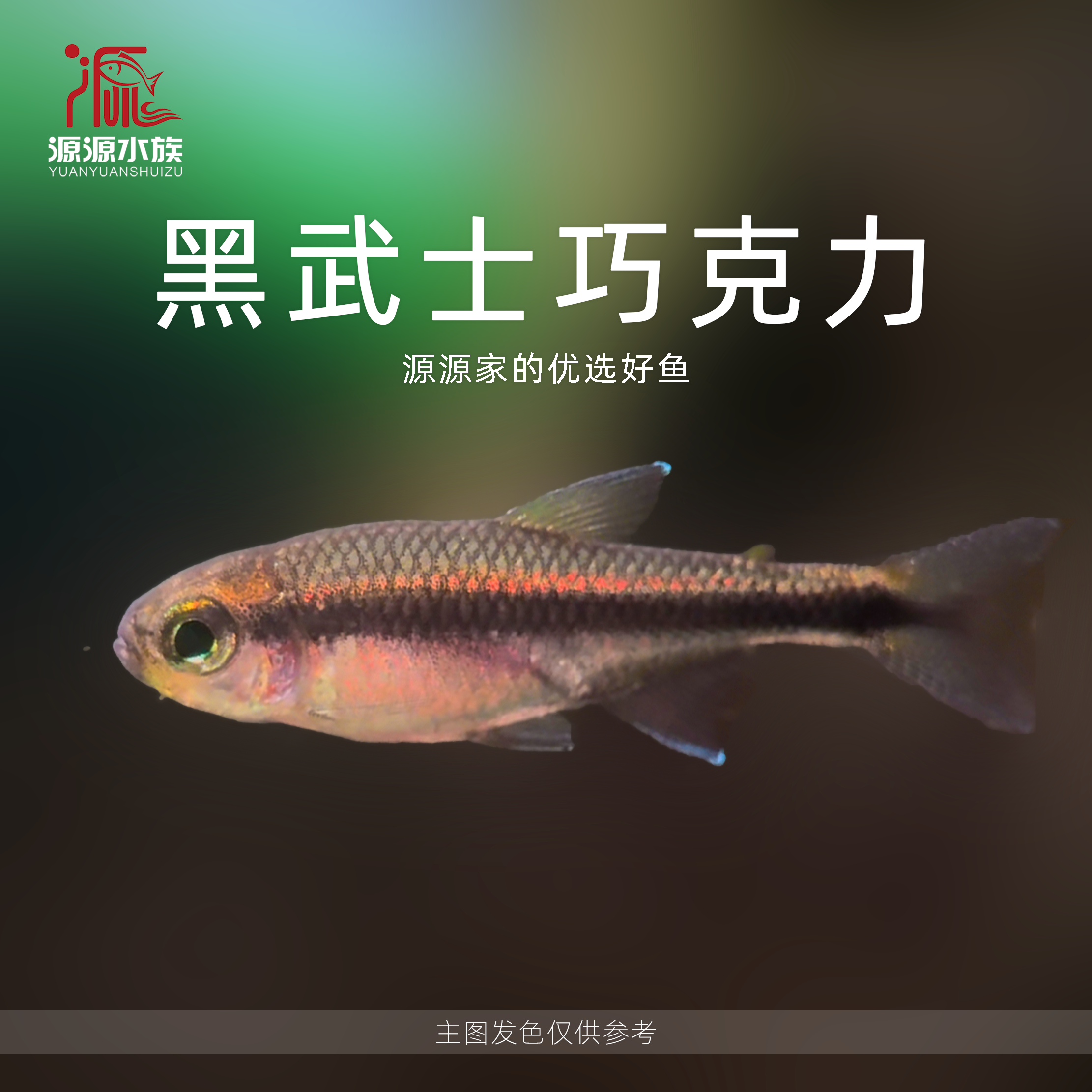 【源源水族】黑武士巧克力 热带小型观赏型高端热带灯科鱼顺丰发货