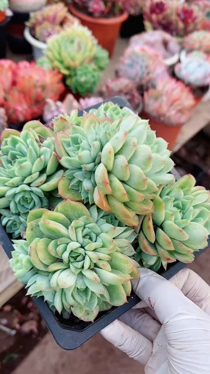 【闪购商品】15150