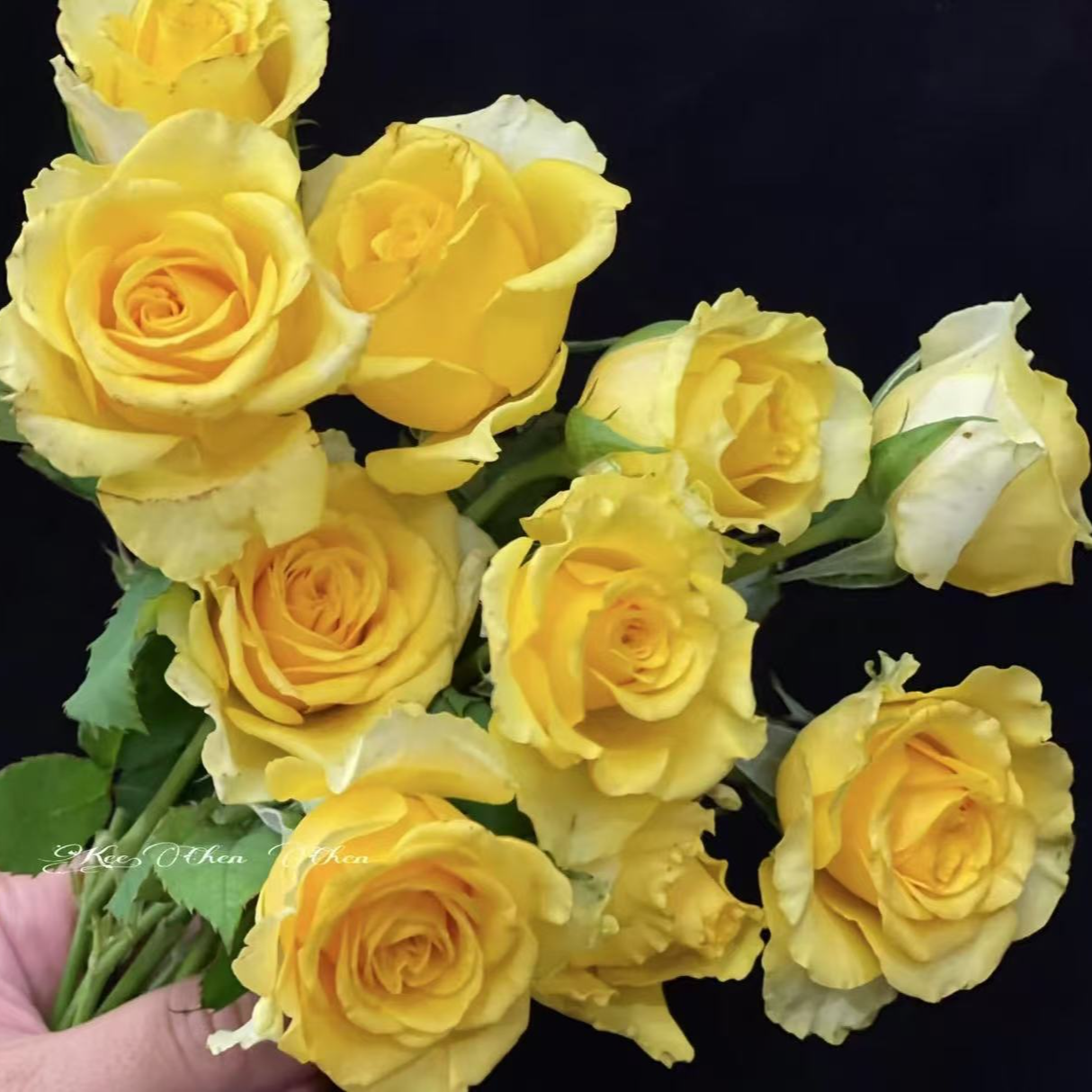 【贝壳大苗】大花浓香