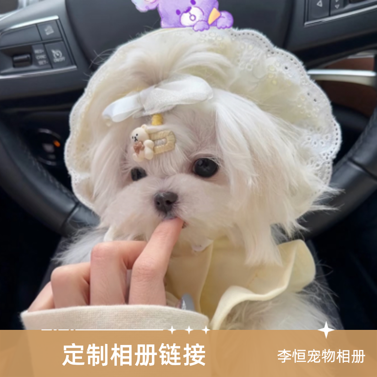 李恒宠物链接拍相册