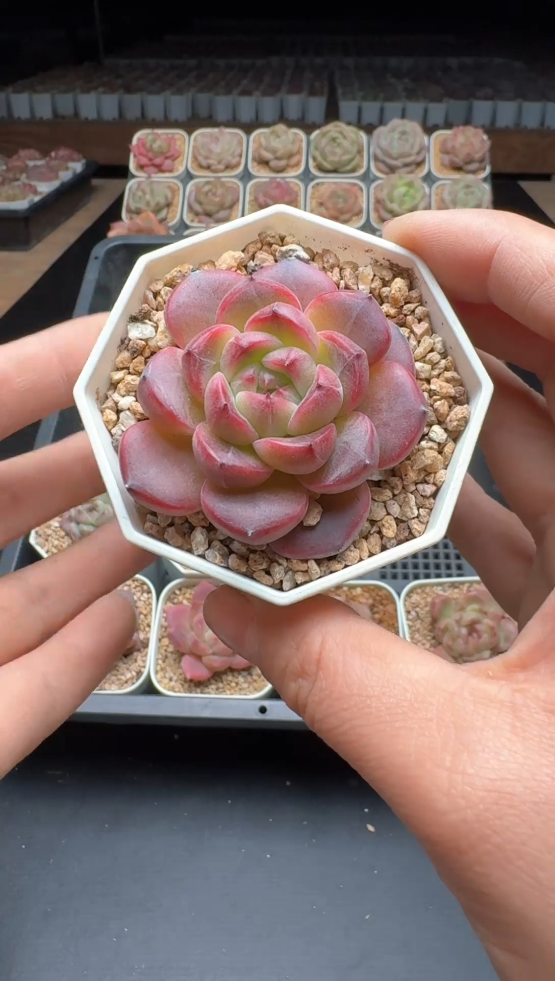 【闪购商品】805号一物一拍珍妮多肉花卉植物3颗起发