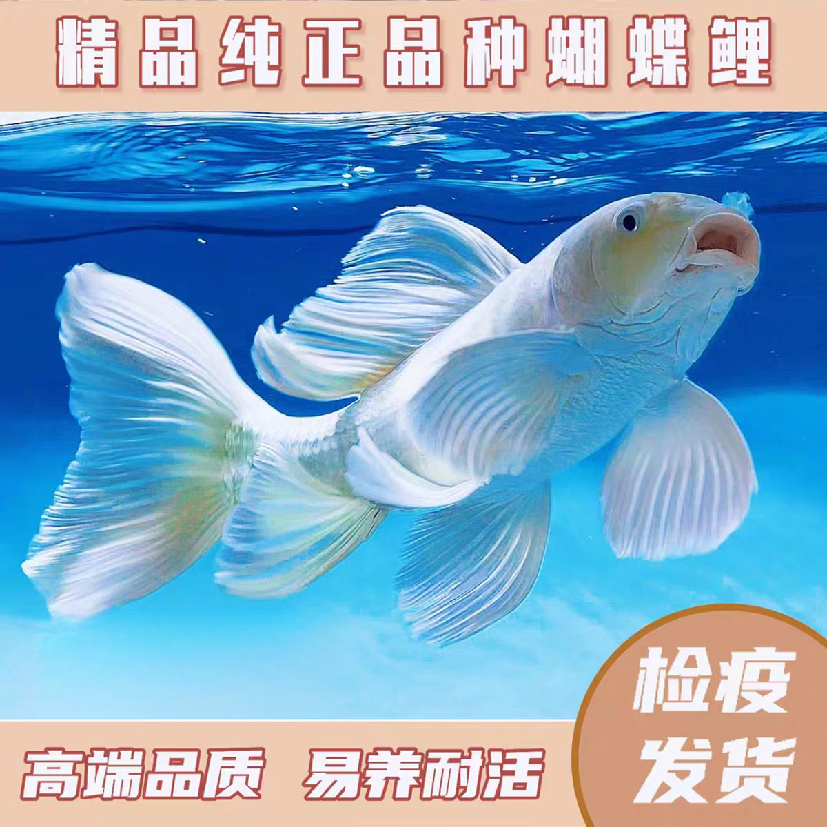 18-22贵妃白普身蝴蝶鲤观赏鱼冷水好养耐活群养赛级渔场直发