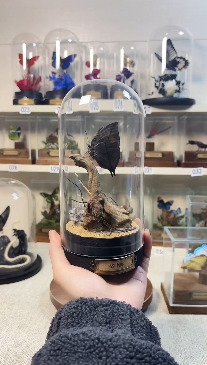 真实的大自然蝴蝶标本