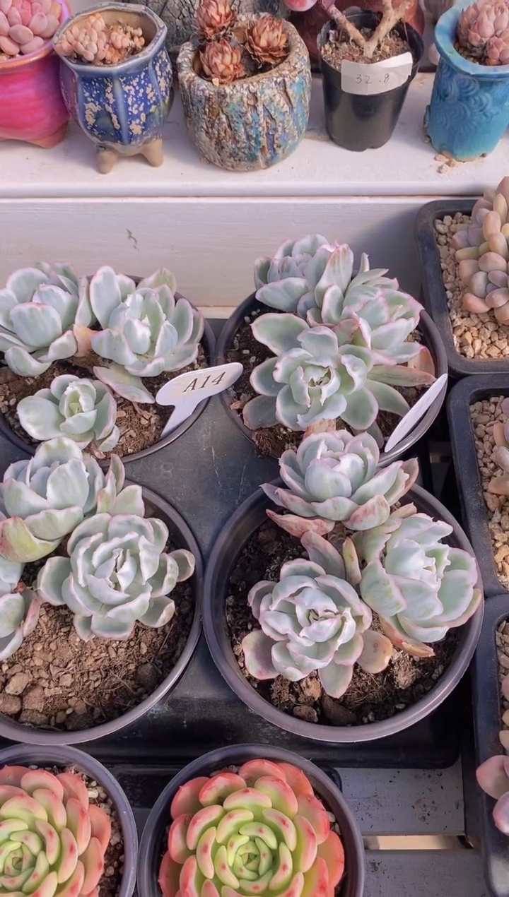 【闪购商品】A14-伯克利锦群生脱土发（量拍）