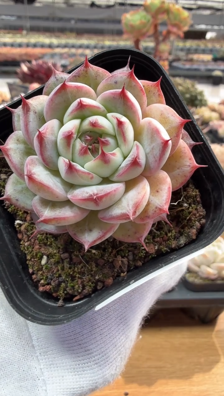 东云多肉园二店-123