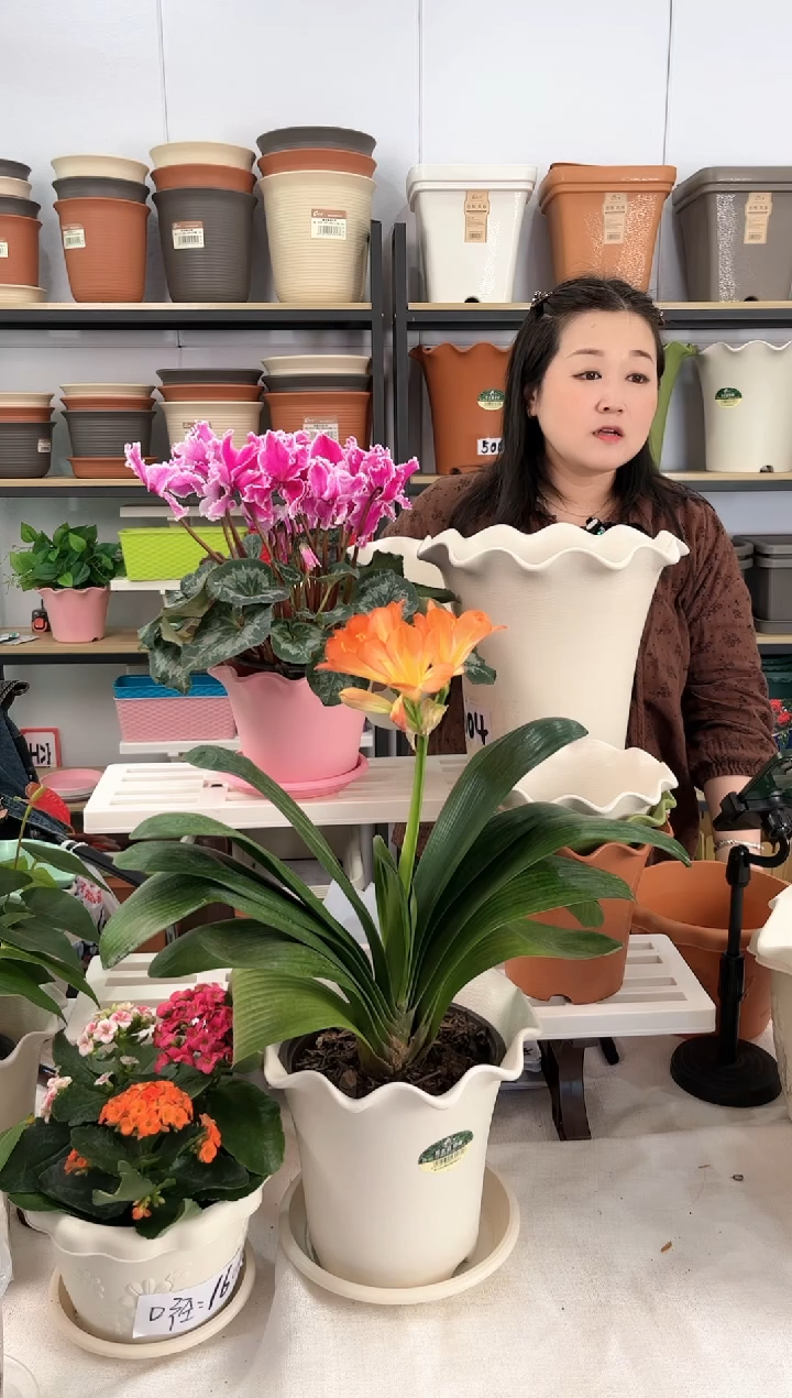 【闪购商品】树脂2套荷叶边5004+3套荷叶边5003