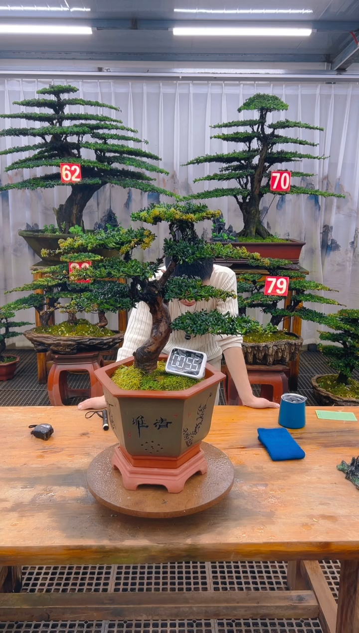 无花朵精品盆景直播间一物一拍