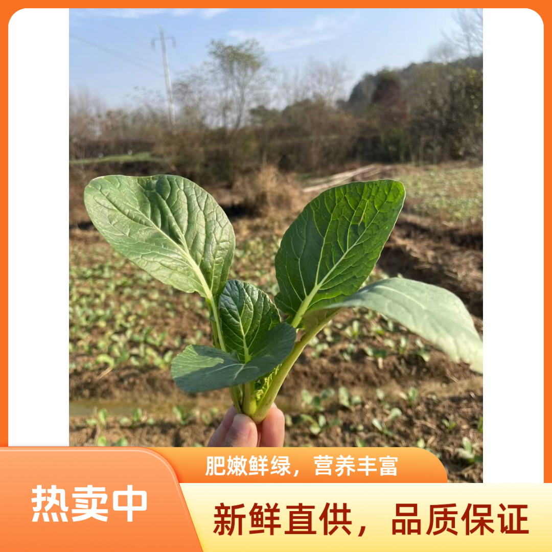 信阳商城霜打甜笨青菜