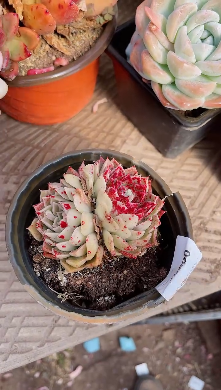 【闪购商品】08367