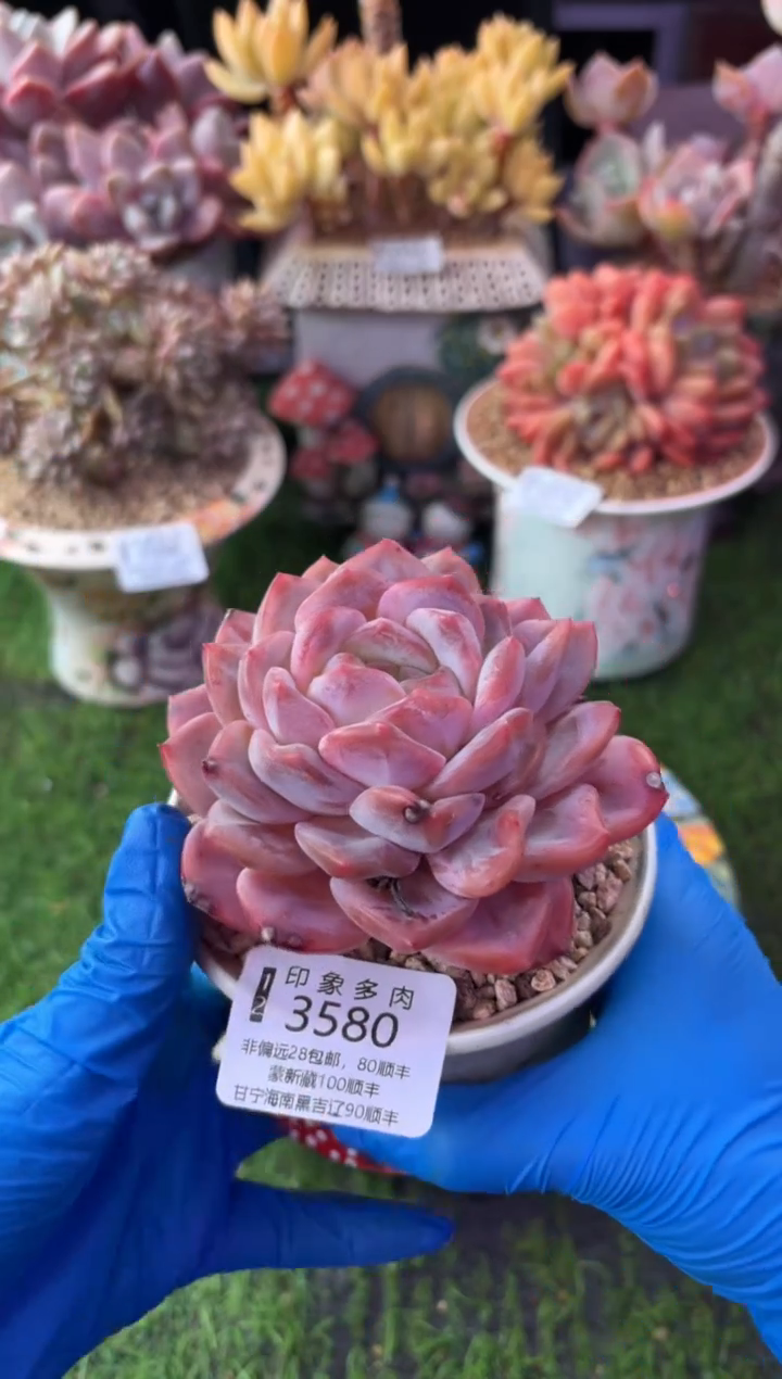 昆明印象多肉3580