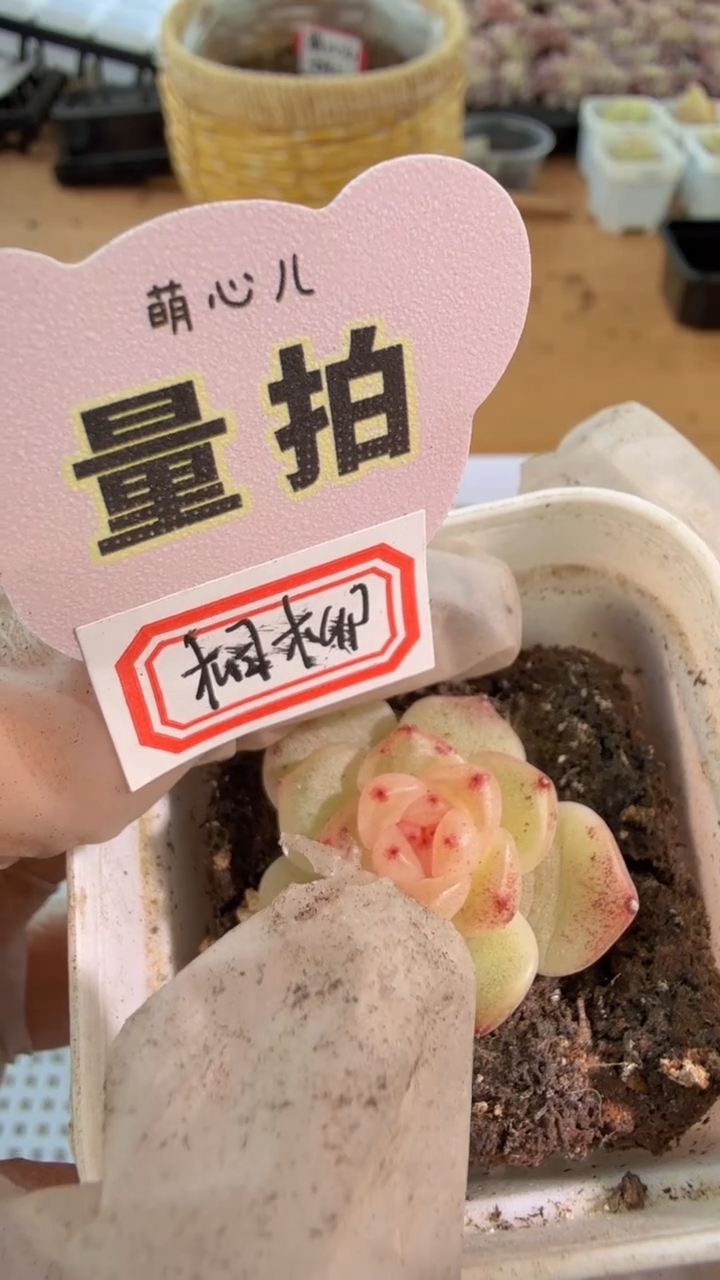 相柳 五方一盆 单双混 量拍混发