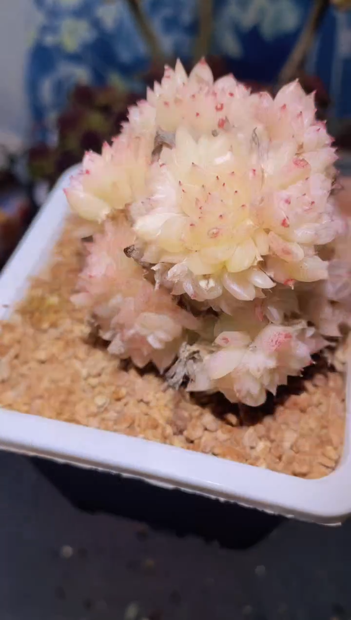 【闪购商品】968柚子麦秆