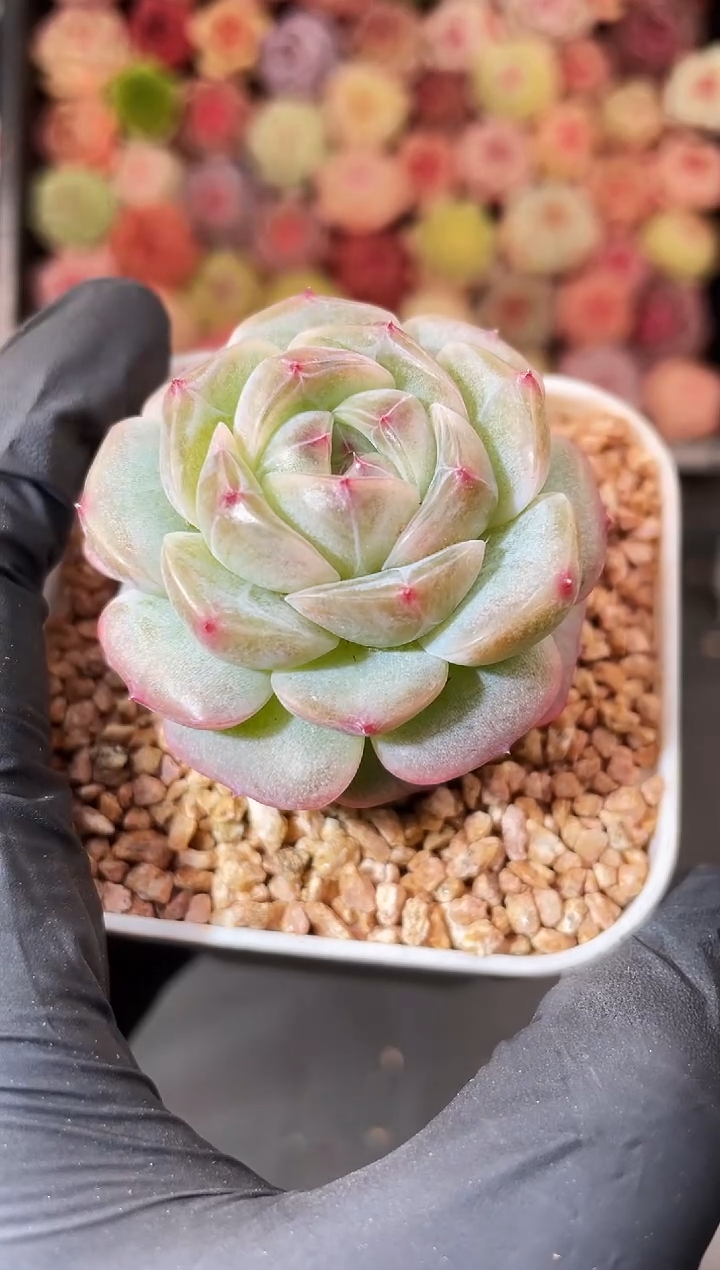 H****Y 7-12 柠弹珠3-4厘米 量拍发一颗