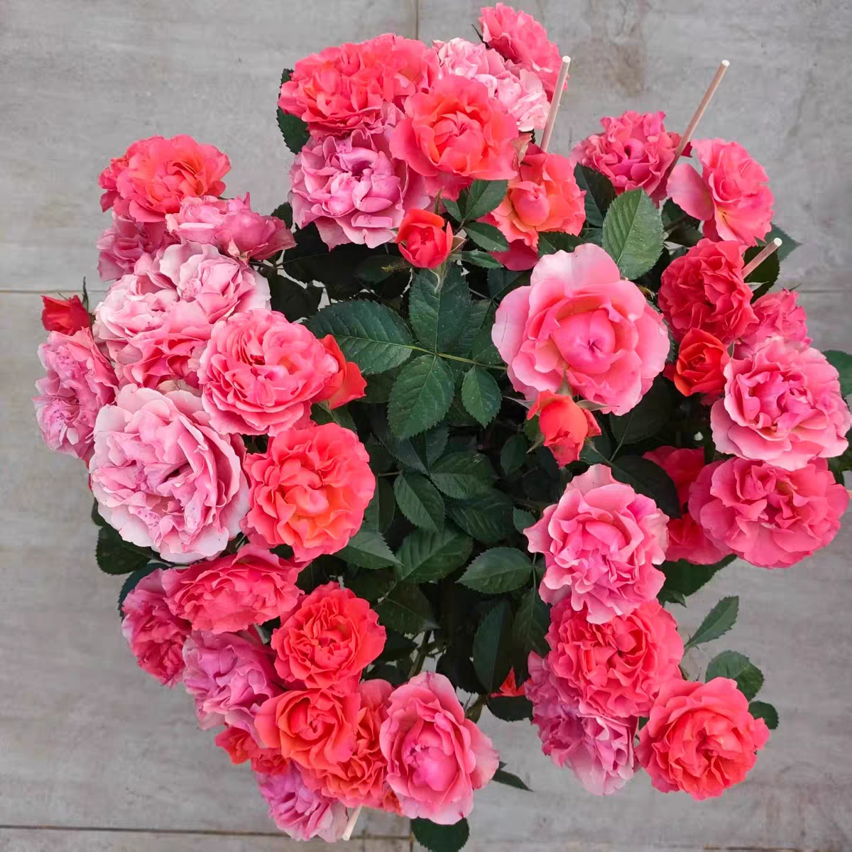 新品 夕阳果冻 月季花苗 多头勤花灌木耐热月季庭院阳台盆栽花卉