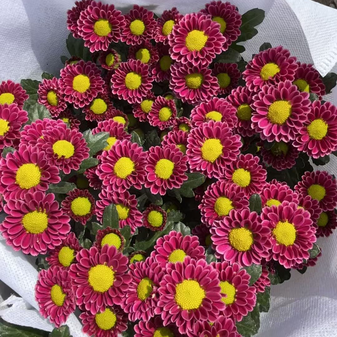 【吉祥雏菊】荷兰菊耐热好养适合室内阳台庭院四季开花易爆盆好养