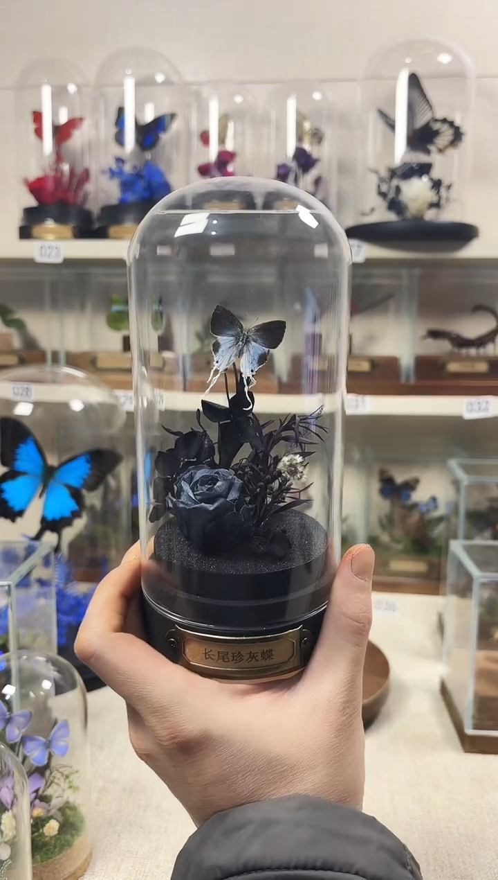 真实的大自然蝴蝶标本