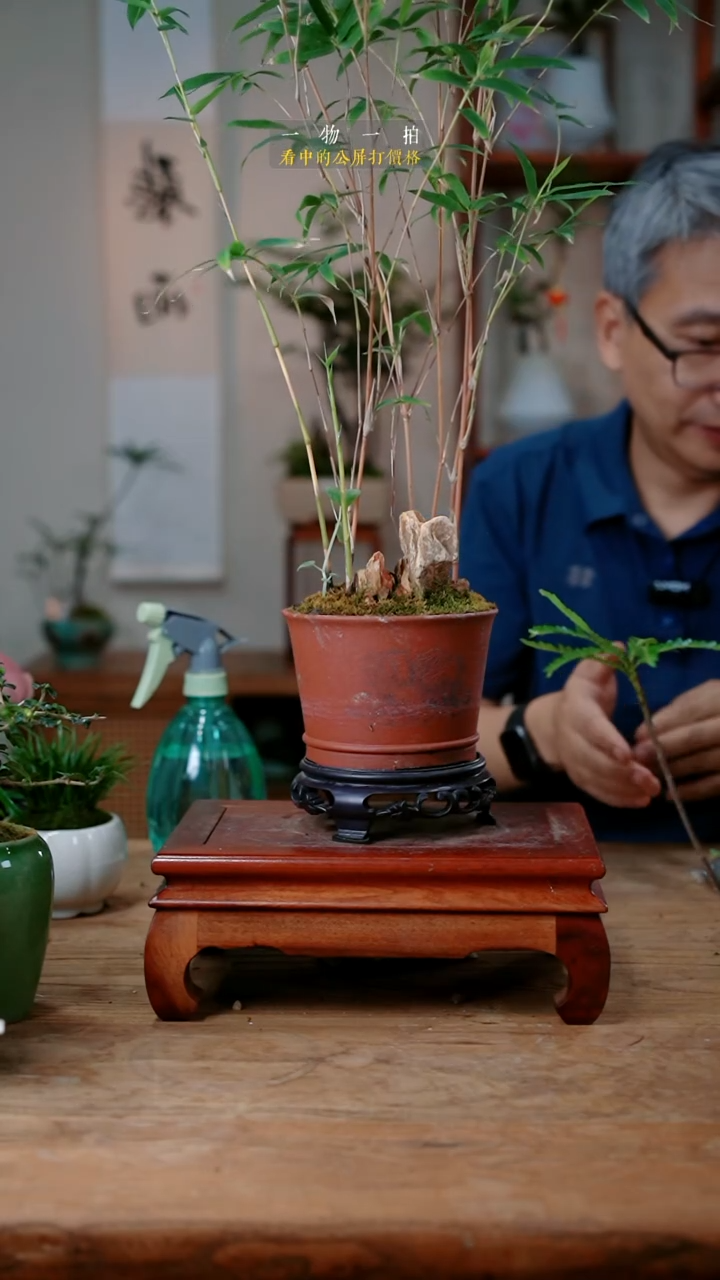 不开花植物不****火红竹227