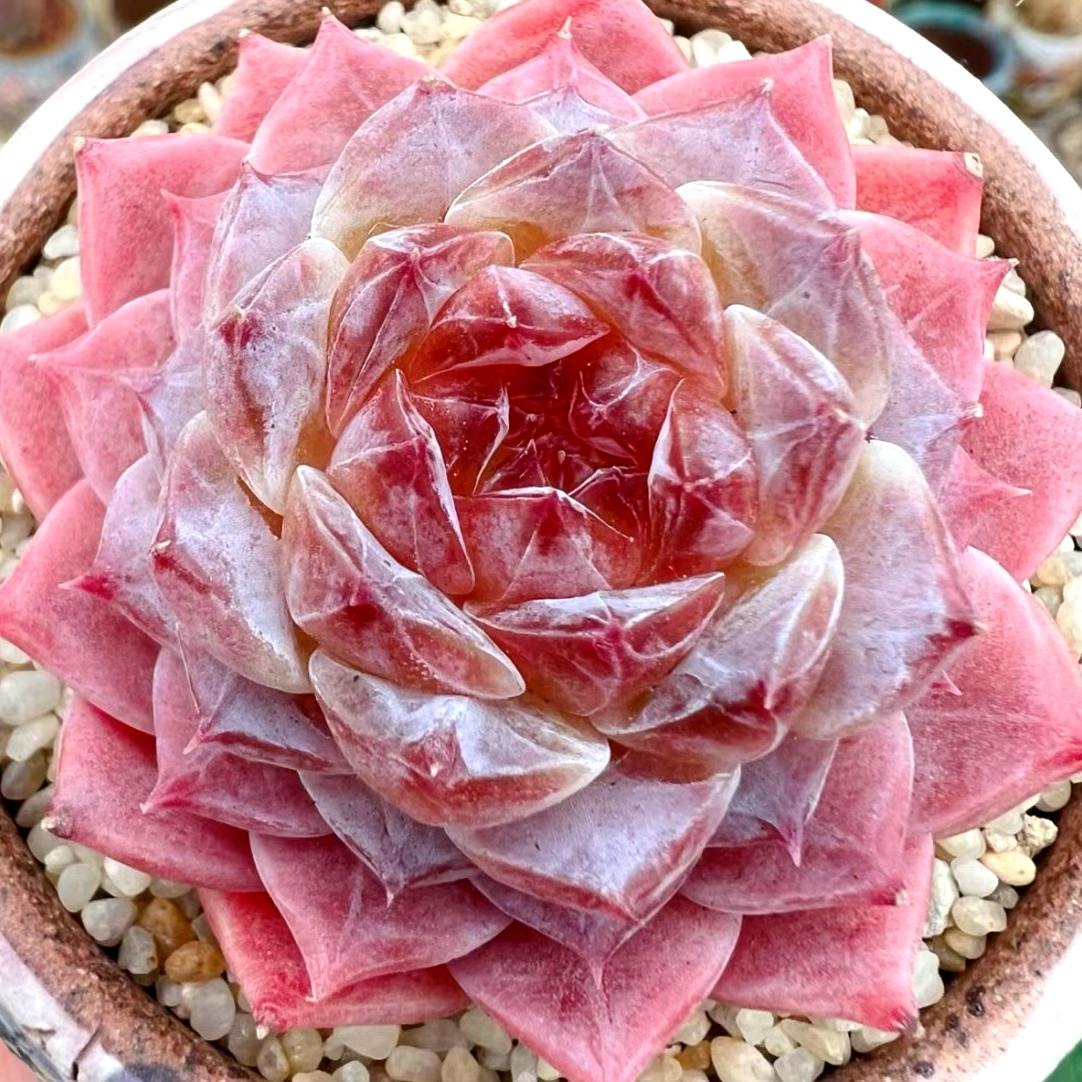 12月28日701-800云南精品多肉