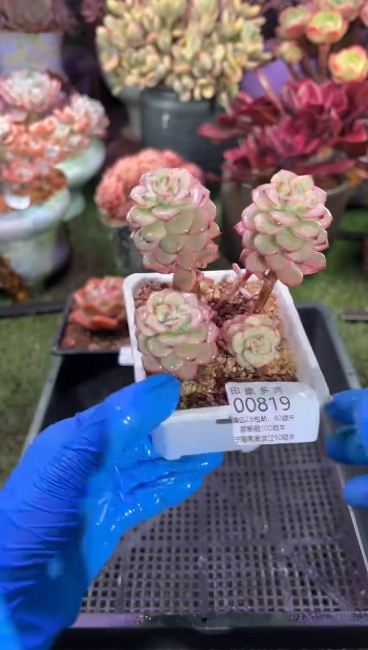 【闪购商品】00819