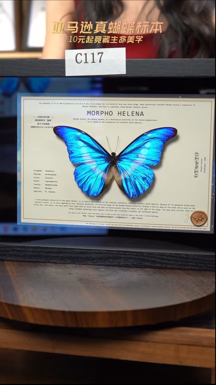 蝴蝶标本摆件竞拍c117
