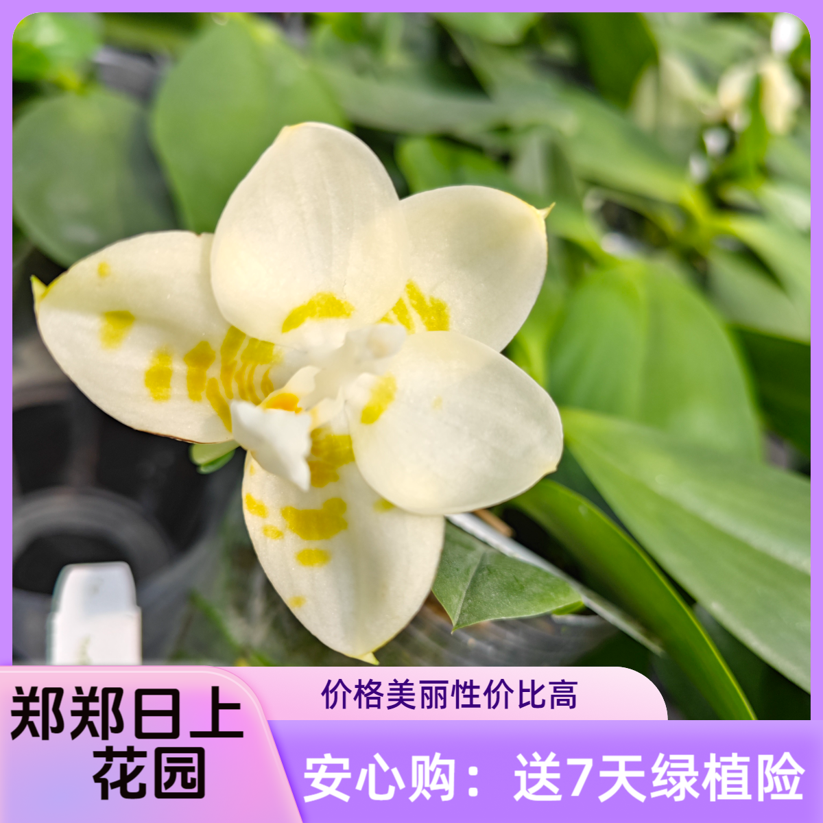 雅风情歌  2.5寸 花苞 （叶损）