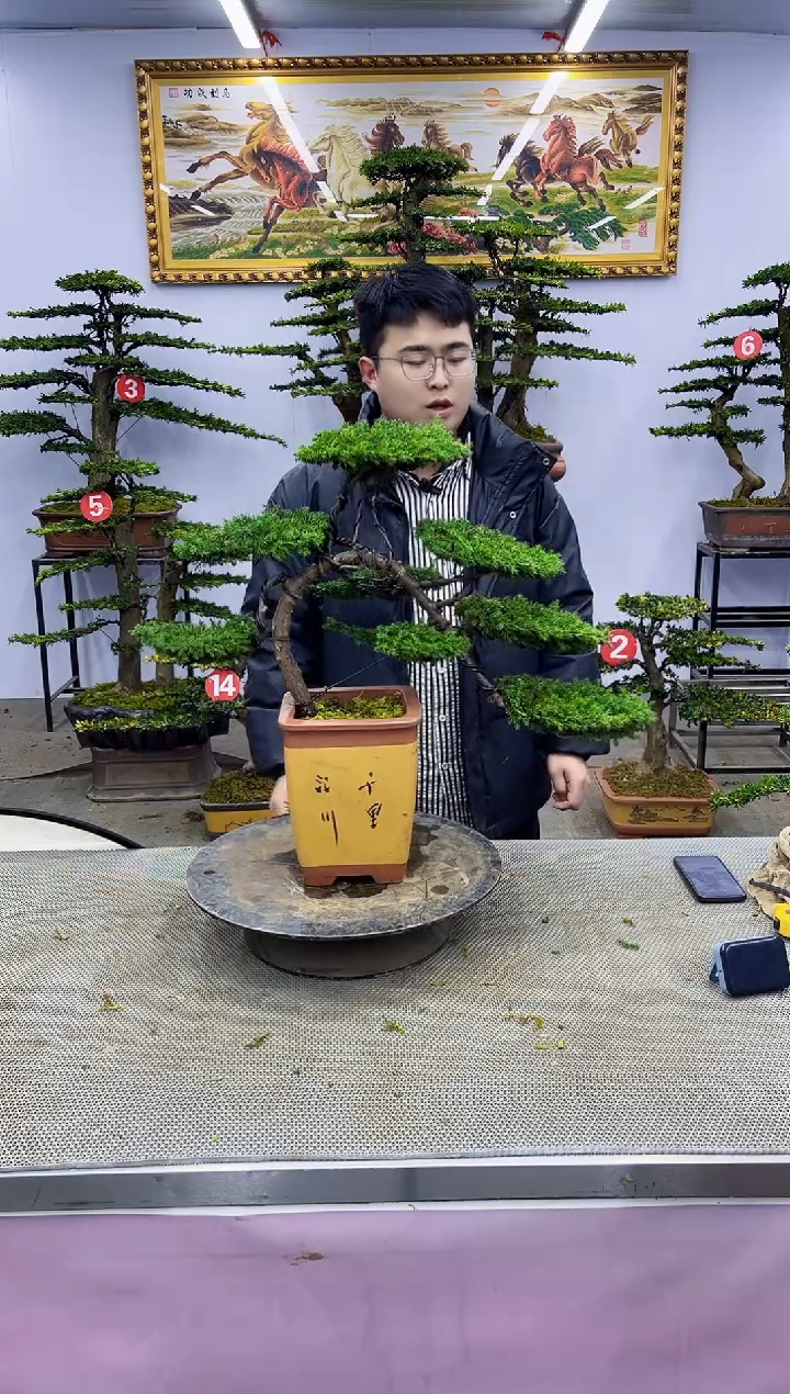 【闪购商品】00000八斗松/松类活物造型盆景，