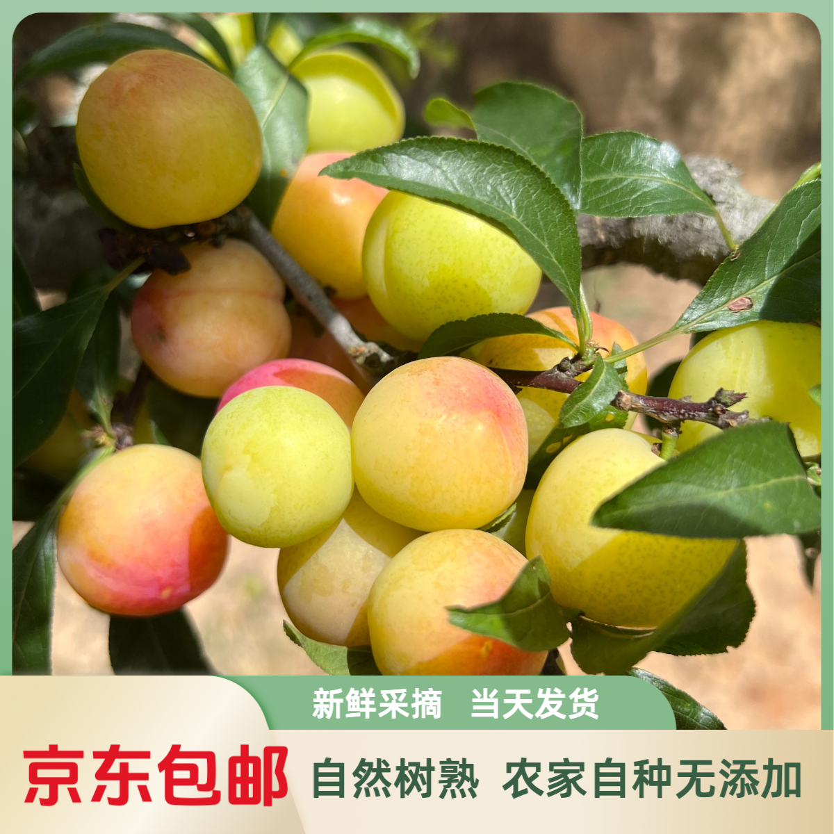 【广东三月李】钱排彩虹三月李李子酸甜脆爽口新鲜采摘当季水果孕妇2//5斤广东省