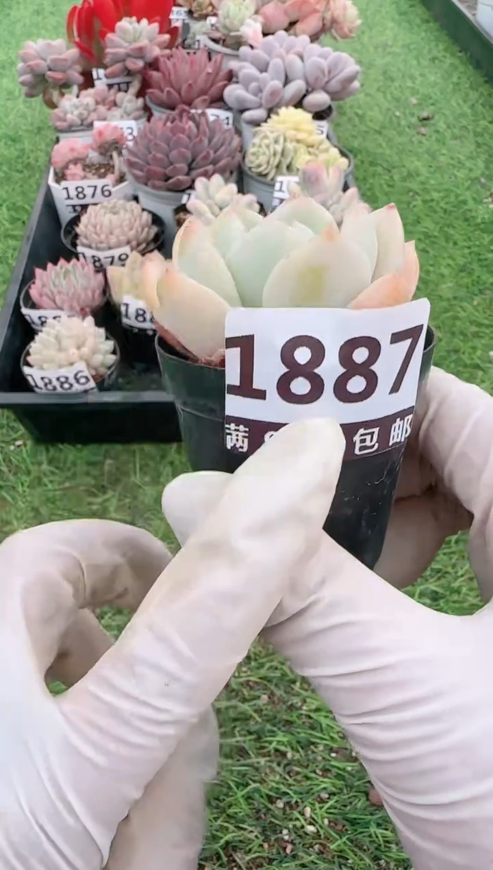 【闪购商品】信福多肉一物一拍