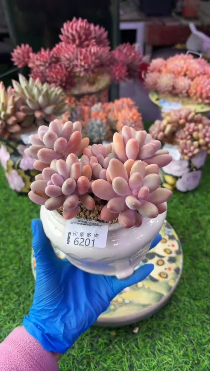昆明印象多肉6201
