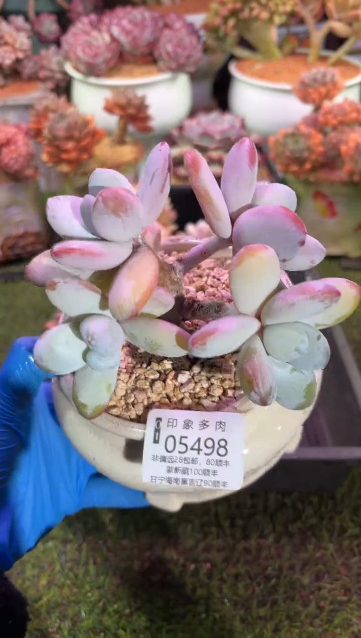 【闪购商品】05498