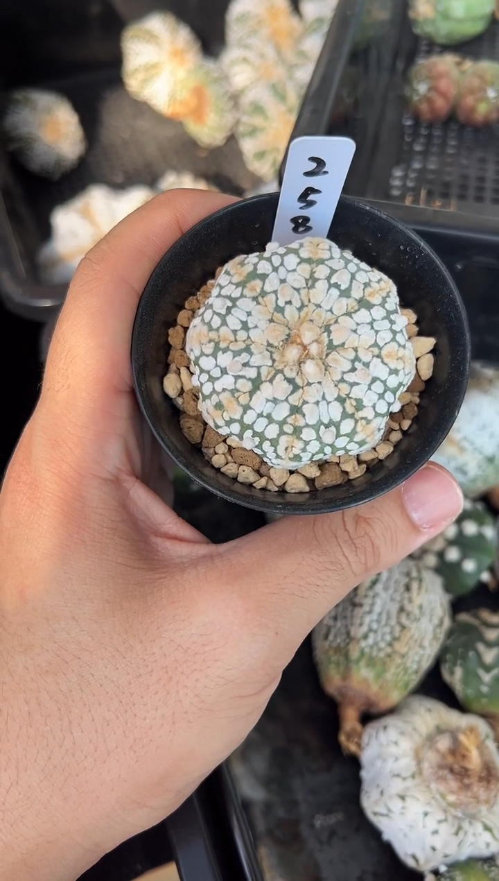 实生根星兜编码258