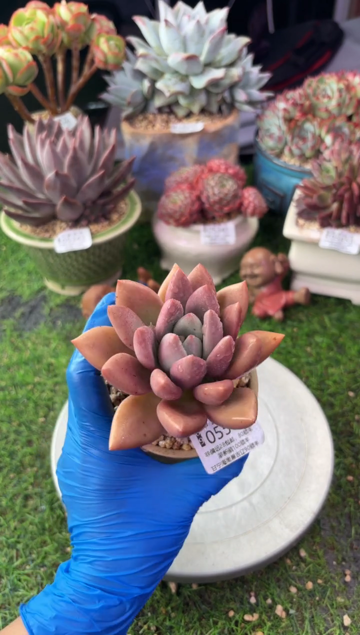 昆明印象多肉05567