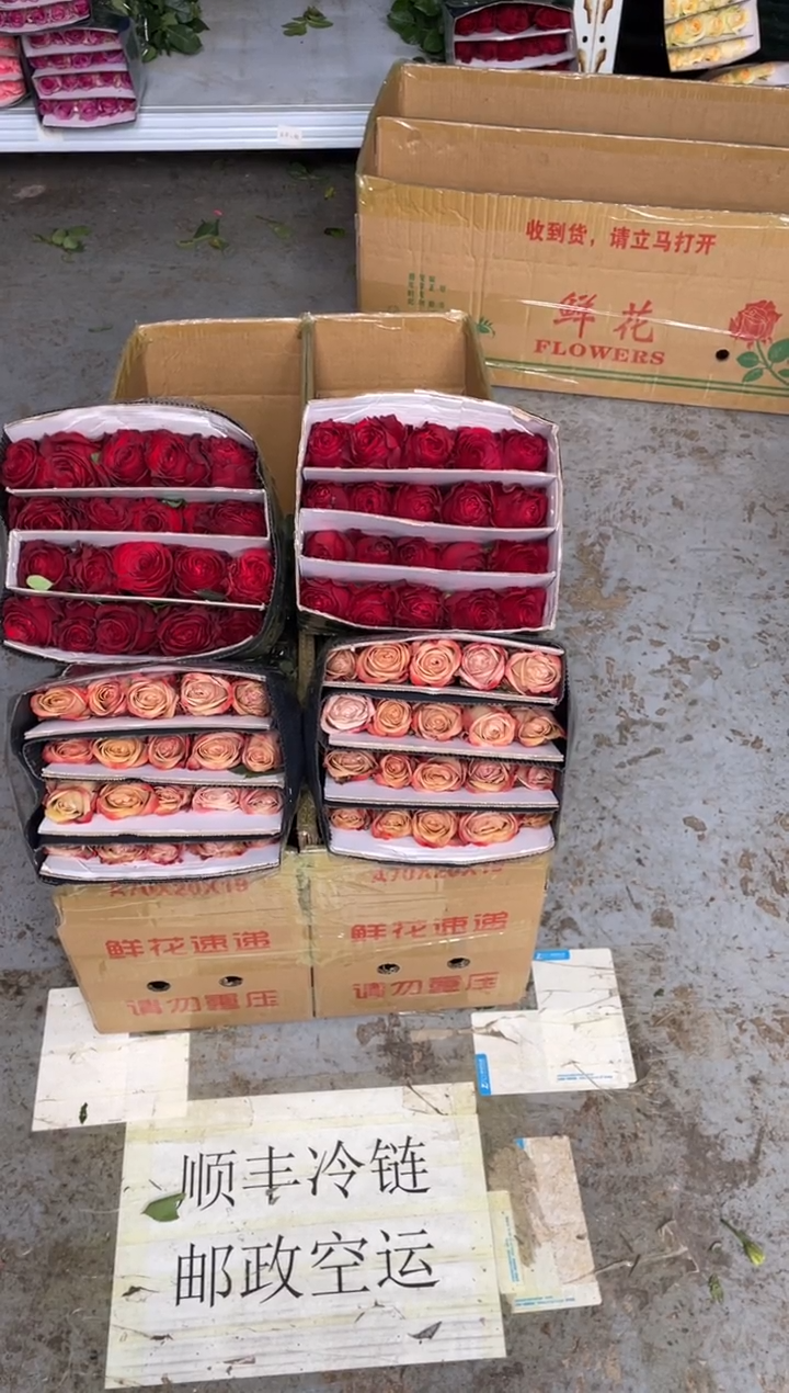 高原红20枝+卡布20枝