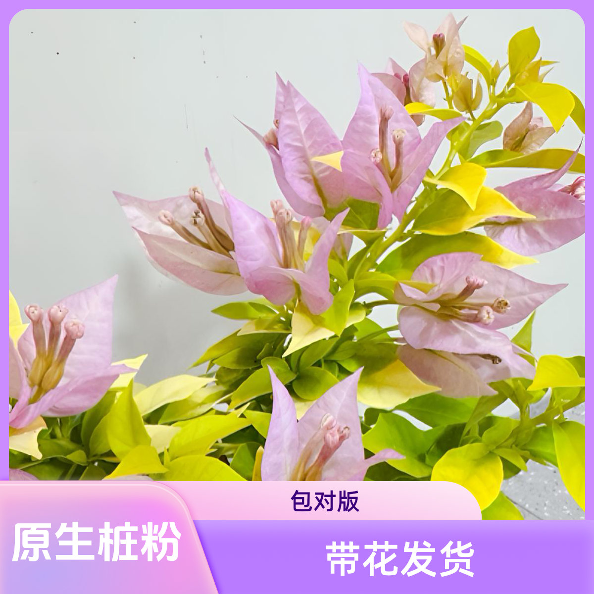 【粉红豹】高飘新品原生苗原盆带花发货包对版