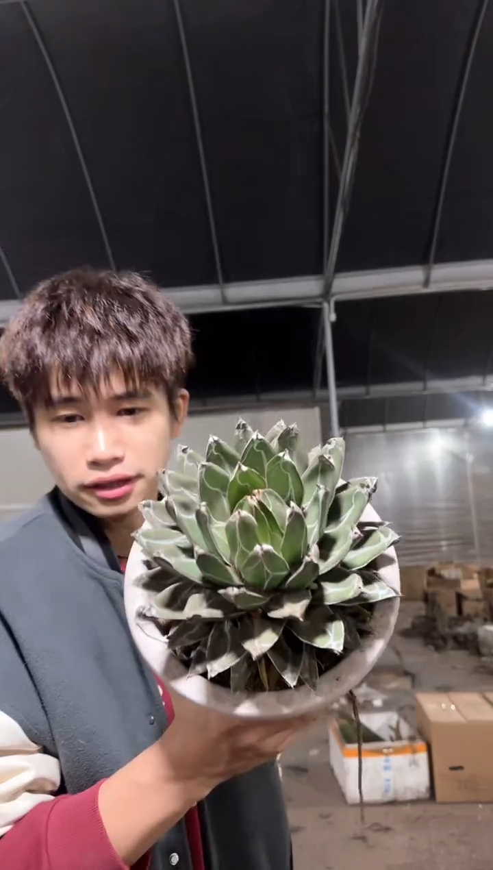 超大 屉之雪 13-16cm