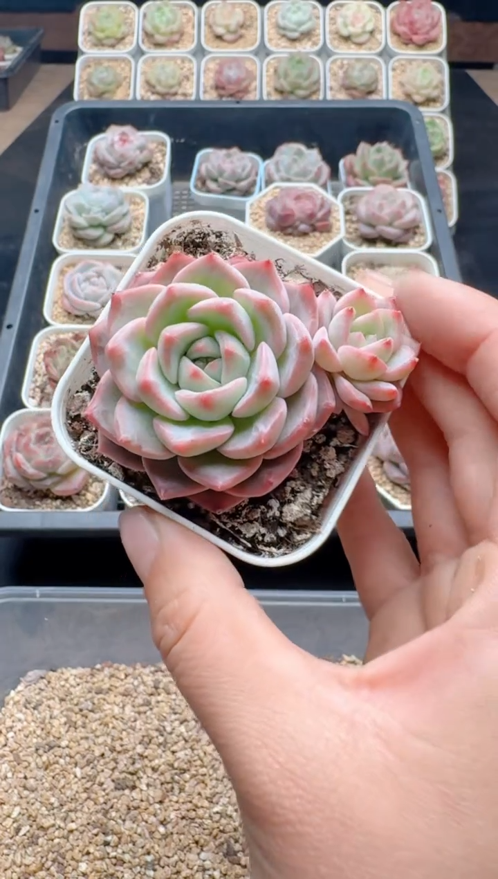 【闪购商品】336A多肉带盆土6.5杯当天拍3颗包柚